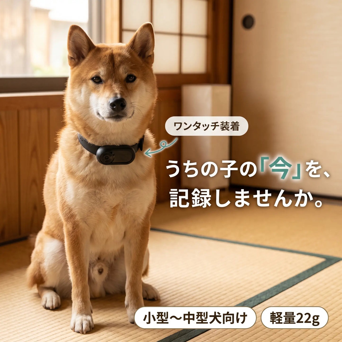 パシャっとカメラ